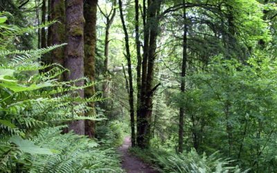 Discovering Portland’s Parks